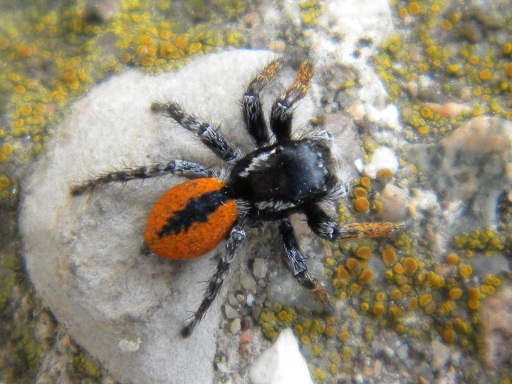 Philaeus chrysops